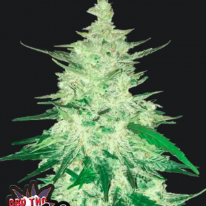 CBD Auto 1 1 (CBD Crack)-Cannabissamen Fast Buds.png